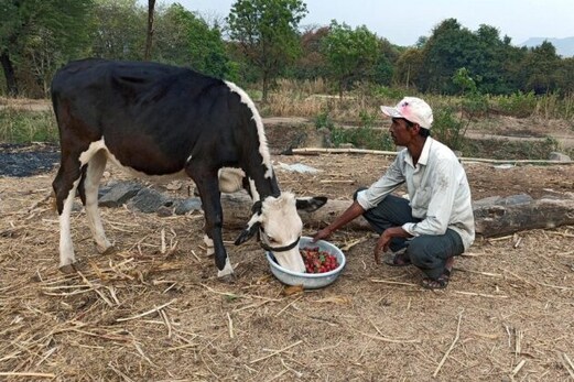 لاک ڈاؤن سے نقل وحمل کا نظام متاثر، ہندوستانی کسان مویشیوں کو شہتوت کھلانے پر مجبور لاک ڈاؤن سے نقل وحمل کا نظام متاثر، ہندوستانی کسان مویشیوں کو شہتوت کھلانے پر مجبور