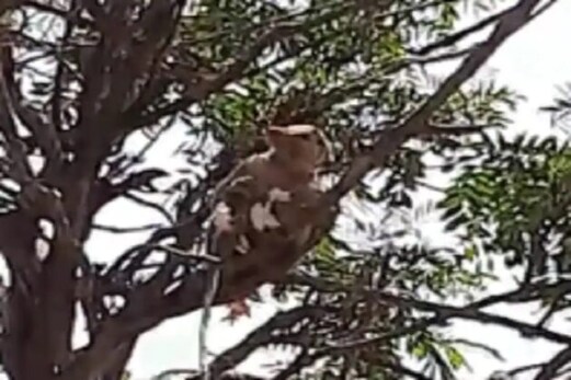 میڈیکل کالج میں نے Lab Technician سے چھینے کوروناوائرس ٹیسٹ سیمپل، ویڈیو وائرل میڈیکل کالج میں نے Lab Technician سے چھینے کوروناوائرس ٹیسٹ سیمپل، ویڈیو وائرل