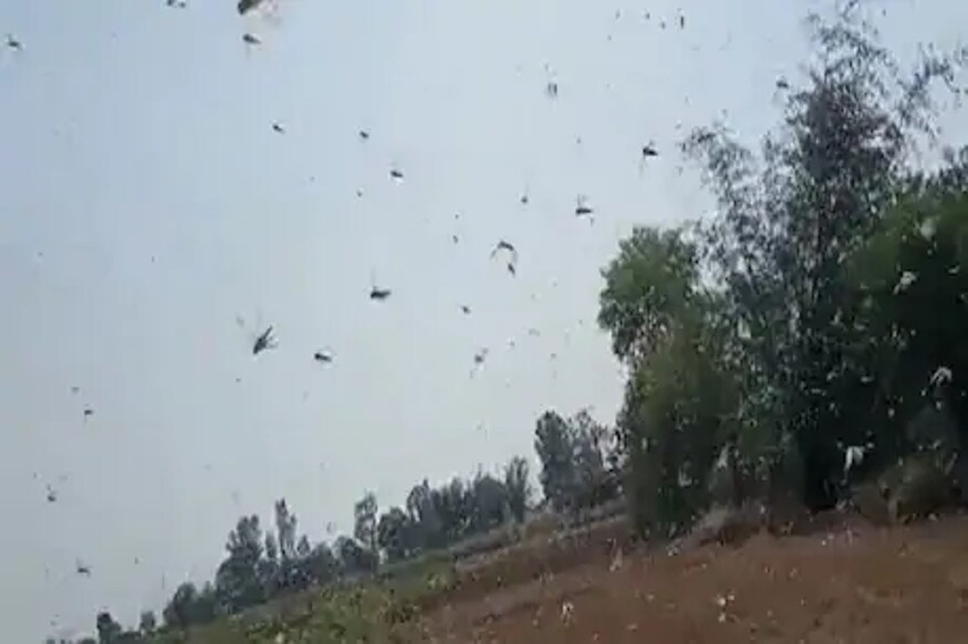 موسم میں اس طرح تبدیلی کی وجہ سے ٹڈیوں نے راستہ تبدیل کرتے ہوئے اپنا رخ چھتیس گڑھ کی طرف موڑ دیا ۔ علامتی تصویر ۔