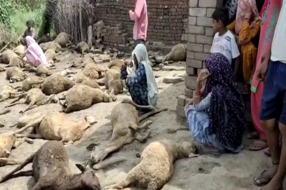 پانی پت میں آوارہ کتے موت بن کر گھوم رہے ہیں۔ اگر آپ اس بات سے انجان ہیں تو یہ خبر آپ کے لئے ہے۔ آوارہ کتوں نے 65 بھیڑوں پر حملہ کرکے انہیں موت کے گھاٹ اتار دیا۔ پانی پت میں آوارہ کتے موت بن کر گھوم رہے ہیں۔ اگر آپ اس بات سے انجان ہیں تو یہ خبر آپ کے لئے ہے۔ آوارہ کتوں نے 65 بھیڑوں پر حملہ کرکے انہیں موت کے گھاٹ اتار دیا۔