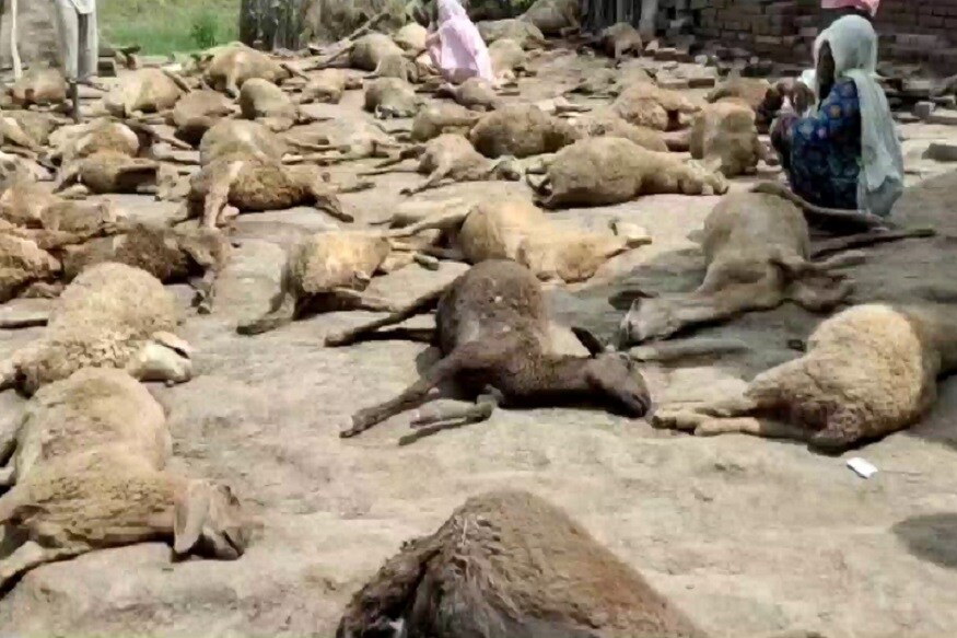 آوارہ کتوں کی اس بھیانک حرکت سے کون واقف نہیں۔ یہ جھنڈ میںشکار کرنے نکلے تو شیر تک مشکل میں پڑ جائے۔ یہ کبھی چھوٹی بچوں پر حملہ کرتے ہیں تو کبھی بزرگوں پر۔ پانی پت کے پتھر گڑھ گاؤں سے بھی اس طرح کی خوفناک تصویریں سامنے آئی ہیں۔ آوارہ کتوں کی اس بھیانک حرکت سے کون واقف نہیں۔ یہ جھنڈ میںشکار کرنے نکلے تو شیر تک مشکل میں پڑ جائے۔ یہ کبھی چھوٹی بچوں پر حملہ کرتے ہیں تو کبھی بزرگوں پر۔ پانی پت کے پتھر گڑھ گاؤں سے بھی اس طرح کی خوفناک تصویریں سامنے آئی ہیں۔