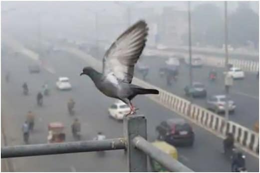 آپ اکیلے نہیں ہیں بیمار! دہلی۔NCR میں زہریلی ہوا سے 73 فیصد گھروں میں کم از کم 1 ممبر کی طبیعت خراب: سروے آپ اکیلے نہیں ہیں بیمار! دہلی۔NCR میں زہریلی ہوا سے 73 فیصد گھروں میں کم از کم 1 ممبر کی طبیعت خراب: سروے