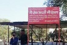 Madhya Pradesh: نیوز18 اردو کی خبر کا اثر ، گائے کی اموات کے معاملہ کی مجسٹریل جانچ کا حکم