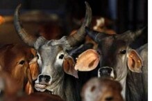Cow Dung: امریکی محکمہ کسٹمز کی پھٹکار، ہندوستانی شہری اپنےسامان میں گوبرکو نہ رکھیں ساتھ