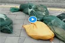 China میں سڑکوں پر بند تھیلوں میں پڑے ملے زندہ کتے۔بلی، جانئے کیا ہے خطرناک پلان