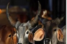 Nuh: ہندو تنظیموں نے حلال ذبحیہ اور مویشیوں کی اسمگلنگ کے خلاف مہاپنچایت کا کیا انعقاد