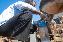 Donkey Milk Farming: انجینئر نے نوکری چھوڑ کھولی گدھی کے دودھ کی ڈیری، لاکھوں ہورہی کمائی
