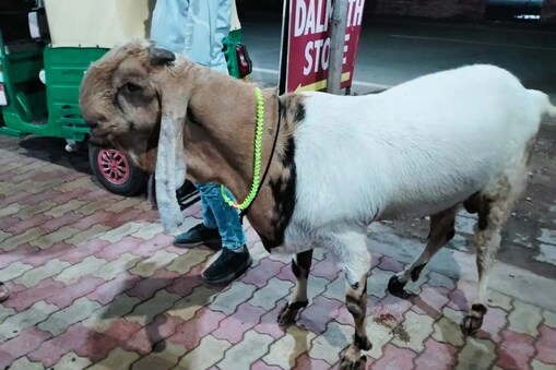  uttar pradesh:  بدمعاشوں نے بکروں سے لدی ایک پک اپ وین کو ہتھیاروں کے زور پر لوٹ لیا۔ معاملہ سامنے آنے کے بعد علاقے میں کہرام مچ گیا ہے۔ اس واقعہ کے بارے میں سننے کے بعد کہا جا رہا ہے کہ اب بکریاں۔بکرے بھی محفوظ نہیں ہیں۔