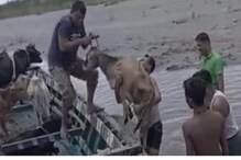 مویشیوں کو اسمگلرس سے بچانے BSF کا منصوبہ، پارلیمانی پینل کے تحت پروٹوکول کے قیام پر زور