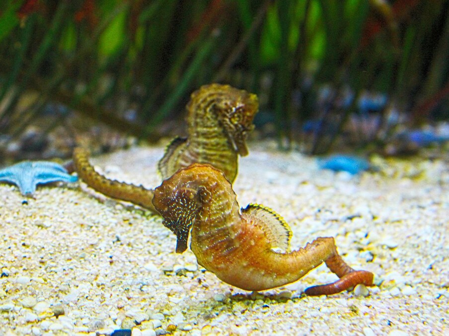  Seahorses- دریائی گھوڑے بہت نایاب اور منفرد مخلوق ہیں۔ کیا کوئی سوچ سکتا ہے کہ وہ بھی ایئرپورٹ پر سکیورٹی چیکنگ کے دوران پکڑے جائیں گے؟ 2016 میں، ایک شخص ڈیٹرائٹ کے ہوائی اڈے پر پکڑا گیا تھا جو ایک بڑی شراب کی بوتل میں ایک مردہ سمندری گھوڑے Seahorses لے جا رہا تھا۔ (تصویر: کینوا)