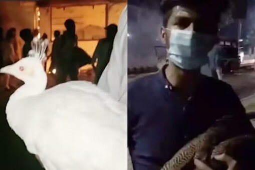 لاہور کے کور کمانڈر ہاؤس میں مظاہرین توڑ پھوڑ کے ساتھ لوٹ مار بھی کی اور لوگ چیزیں اٹھا کر اپنے ساتھ لے گئے۔ ایک شخص کور کمانڈر ہاؤس میں رکھا مور بھی اٹھا لایا۔