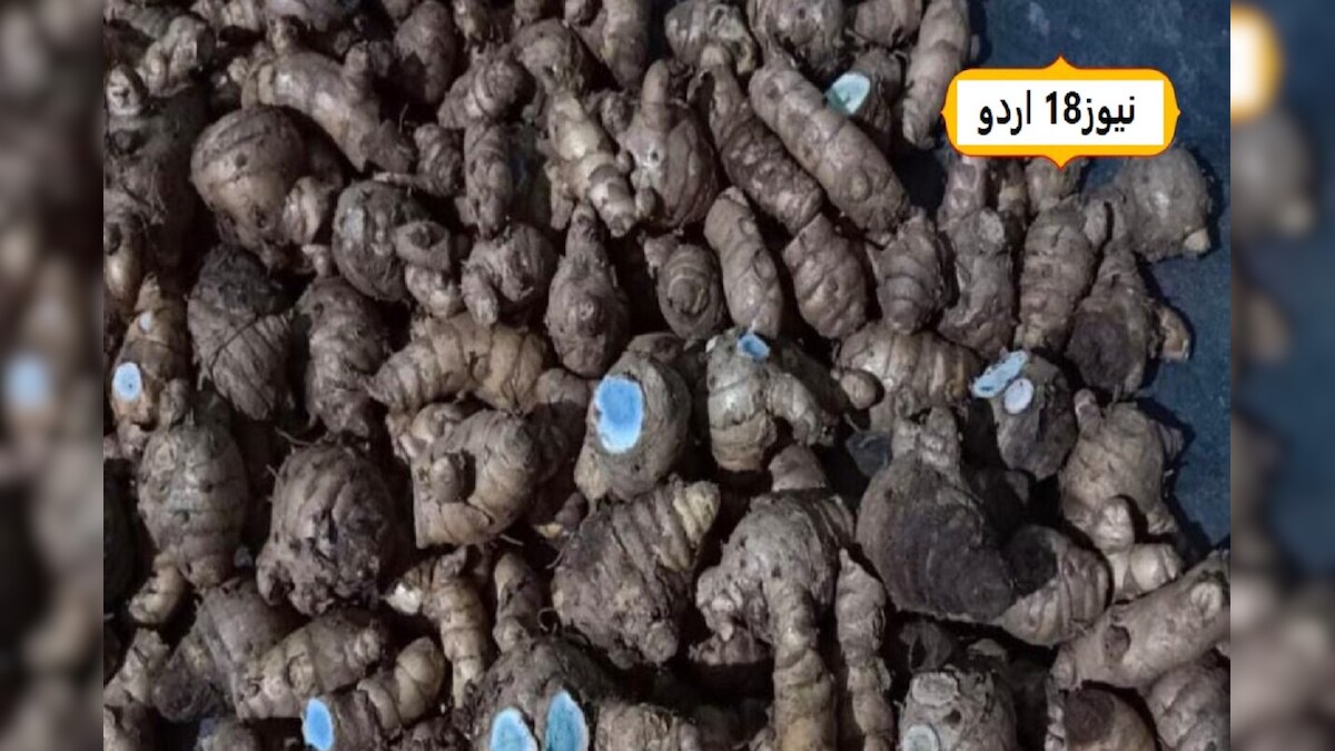 بہار میں ہونے لگی کالی ہلدی کی کھیتی، اس کی خصوصیات جان کر چونک جائیں ...