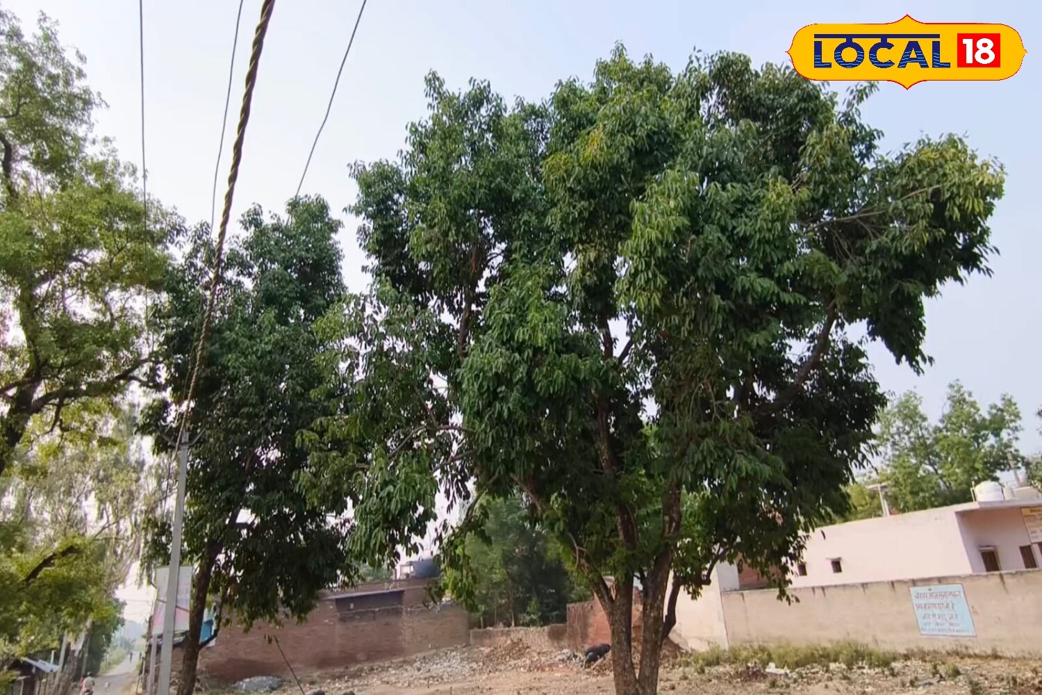 Plant a jamun tree once and earn money wood to fruits is filled with