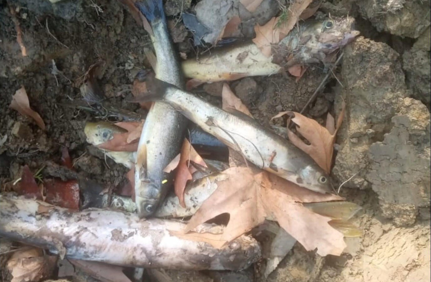 Pulwama Water level in Monganag dropped significantly fish are dying ...