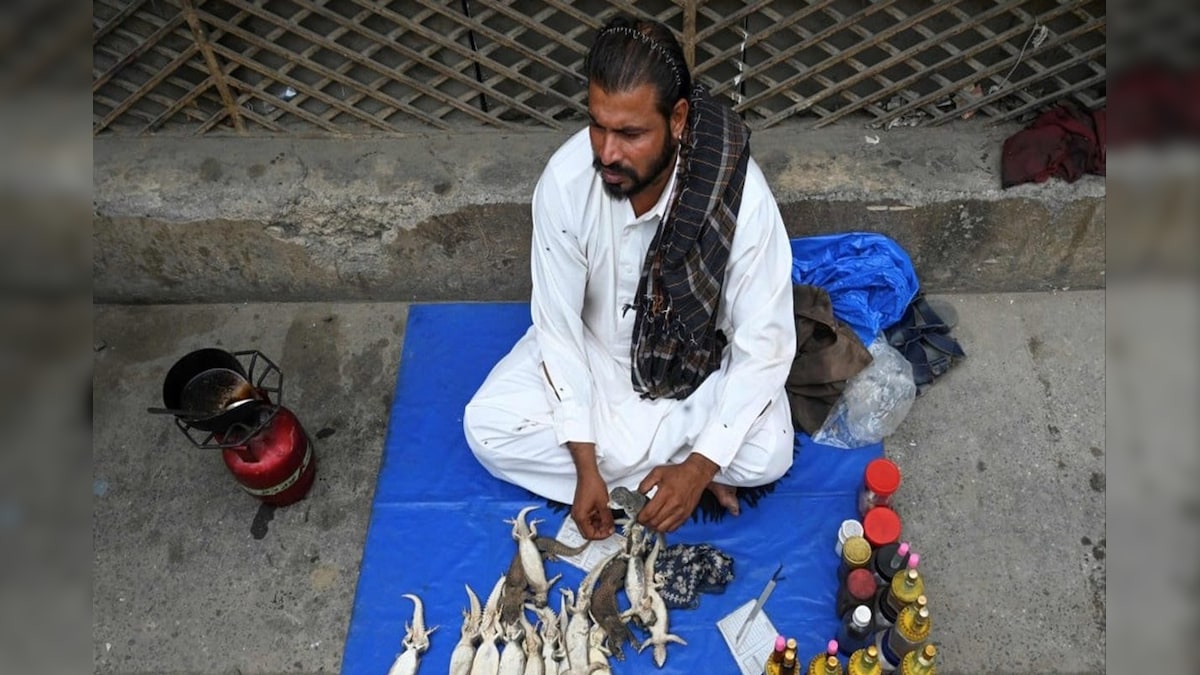 Viral pakistan streets lizard oil viagra sanda tael made from spiny ...