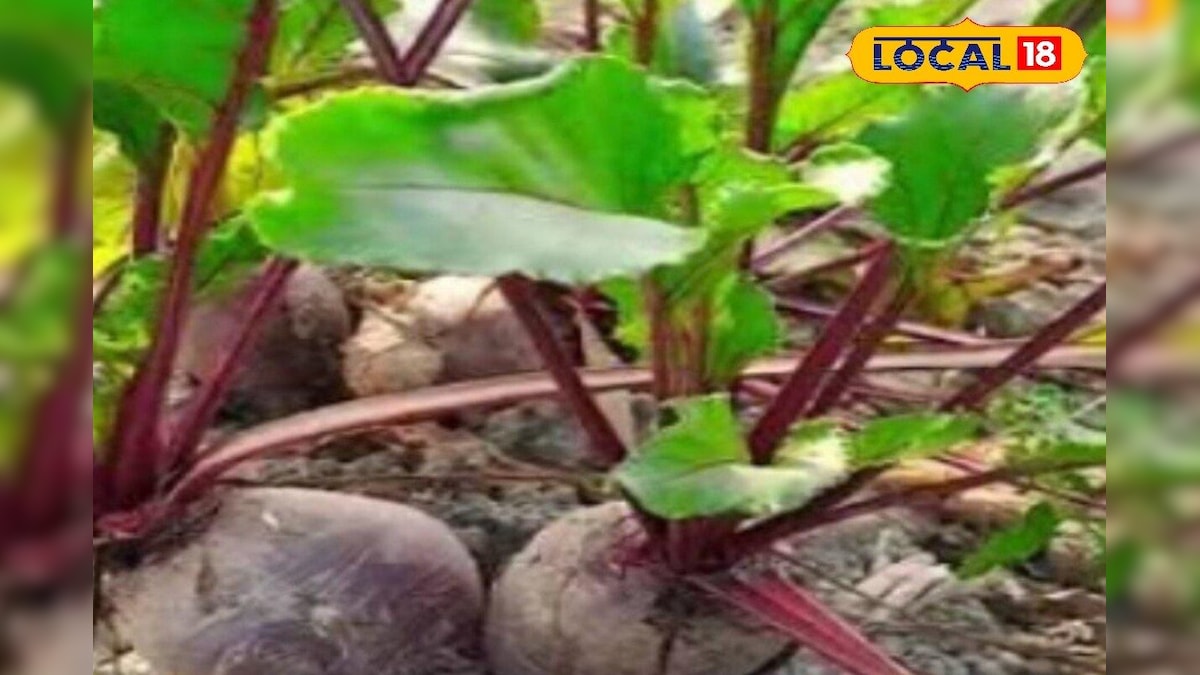Beetroot risks kidney stone low blood pressure high uric acid diabetes ...