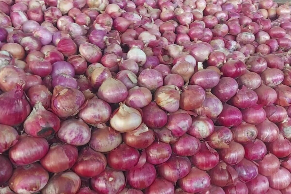 مدھیہ پردیش پیاز بحران، مندسور میں اونے پونے دام، ہردا میں مہنگا –Al Hilal Media اردو مدھیہ پردیش پیاز بحران، مندسور میں اونے پونے دام، ہردا میں مہنگا –Al Hilal Media اردو