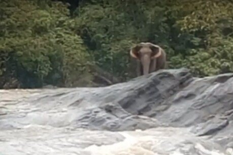 கேரளாவில் யானைக்காக அணையின் மதகுகளை மூடிய அதிகாரிகள்! கேரளாவில் யானைக்காக அணையின் மதகுகளை மூடிய அதிகாரிகள்!