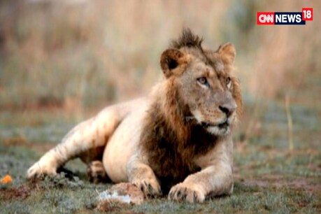 கிர் காட்டில் தொடரும் சிங்கங்களின் உயிரிழப்பு: வைரஸ் காய்ச்சலை தடுக்க தடுப்பூசி கிர் காட்டில் தொடரும் சிங்கங்களின் உயிரிழப்பு: வைரஸ் காய்ச்சலை தடுக்க தடுப்பூசி