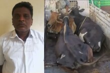இறைச்சிக்காக மாடுகளை திருடிய இந்து முன்னணி பிரமுகர்!