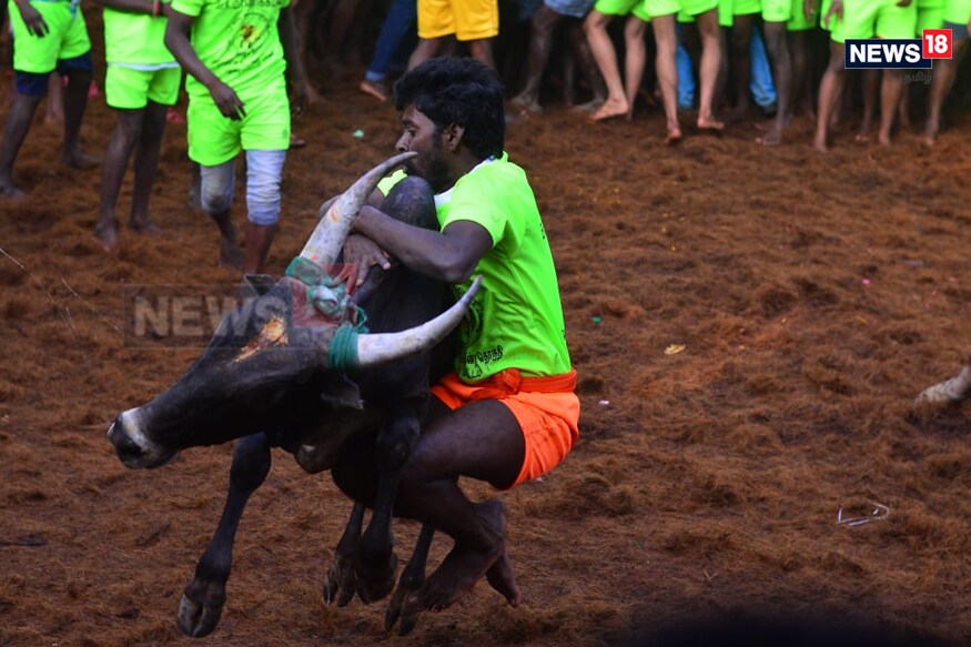 உலக புகழ் பெற்ற மதுரை பாலமேட்டில் ஜல்லிக்கட்டு போட்டி பல்வேறு கட்டுப்பாடுகளுடன் தொடங்கியுள்ளது. அமைச்சர் ஆர்.பி.உதயகுமார் கொடியசைத்து ஜல்லிக்கட்டு போட்டியைத் தொடங்கி வைத்தார். உலக புகழ் பெற்ற மதுரை பாலமேட்டில் ஜல்லிக்கட்டு போட்டி பல்வேறு கட்டுப்பாடுகளுடன் தொடங்கியுள்ளது. அமைச்சர் ஆர்.பி.உதயகுமார் கொடியசைத்து ஜல்லிக்கட்டு போட்டியைத் தொடங்கி வைத்தார்.