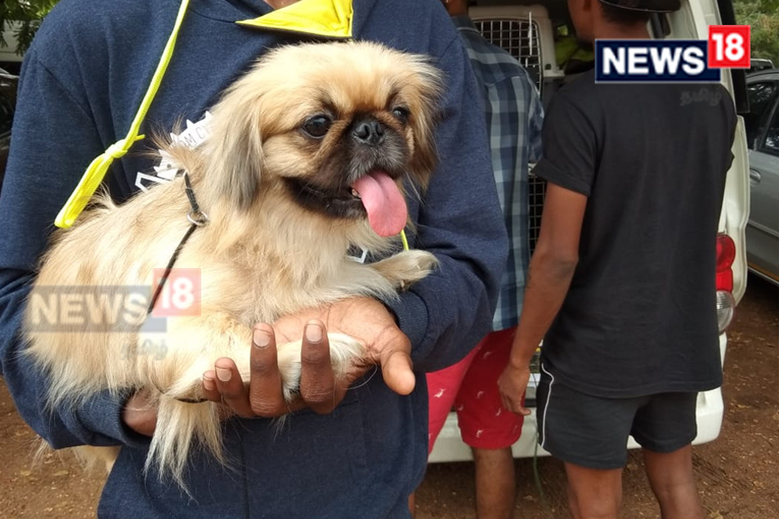  Pekingese (சைனா நாட்டு நாய் )