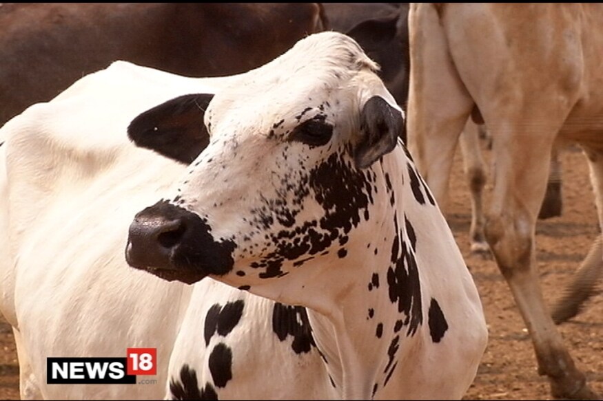 இங்கிலாந்தை தலைமையிடமாகக் கொண்டு செயல்பட்டு வரும் வேளாண் நிறுவனம் ஒன்று டேடிங் செயலியான டிண்டர் போன்று டூடர் என்ற செயலியை அறிமுகம் செய்துள்ளது. இங்கிலாந்தை தலைமையிடமாகக் கொண்டு செயல்பட்டு வரும் வேளாண் நிறுவனம் ஒன்று டேடிங் செயலியான டிண்டர் போன்று டூடர் என்ற செயலியை அறிமுகம் செய்துள்ளது.