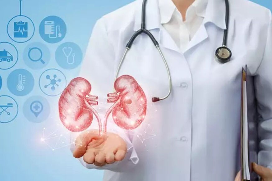 தேவையில்லாத திரவத்தை வெளியேற்றும் : உடலில் தேவையான அளவு நீர் எப்போதும் இருக்க வேண்டும். அதுதான் நாம் உயிர் வாழ்வதற்கும் அடிப்படை. நீரேற்றத்தின் அளவை கண்காணித்துக் கொண்டிருக்கும் வேலை சிறுநீரகத்துடையது. தேவைக்கு அதிகமாக நீர் இருந்தாலும் அதை சிறுநீராக வெளியேற்றிவிடும். அதன் நீர் வெளியேற்றம் முறையாக நடக்கவில்லை எனில் உடலில் நீர் கோர்த்து உடல் பெருத்துவிடும். தேவையில்லாத திரவத்தை வெளியேற்றும் : உடலில் தேவையான அளவு நீர் எப்போதும் இருக்க வேண்டும். அதுதான் நாம் உயிர் வாழ்வதற்கும் அடிப்படை. நீரேற்றத்தின் அளவை கண்காணித்துக் கொண்டிருக்கும் வேலை சிறுநீரகத்துடையது. தேவைக்கு அதிகமாக நீர் இருந்தாலும் அதை சிறுநீராக வெளியேற்றிவிடும். அதன் நீர் வெளியேற்றம் முறையாக நடக்கவில்லை எனில் உடலில் நீர் கோர்த்து உடல் பெருத்துவிடும்.