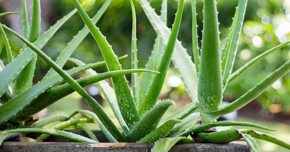 மென்மையான கூந்தலுக்கு தேங்காய் எண்ணெயில் கற்றாழை ஜெல்லைக் கலந்து தலைமுடி வேர்களில் நன்கு தடவி மசாஜ் செய்ய வேண்டும். மேலும்,வேர்களில் நிறைந்திருக்கும் இறந்த செல்களை நீக்க உதவும். மென்மையான கூந்தலுக்கு தேங்காய் எண்ணெயில் கற்றாழை ஜெல்லைக் கலந்து தலைமுடி வேர்களில் நன்கு தடவி மசாஜ் செய்ய வேண்டும். மேலும்,வேர்களில் நிறைந்திருக்கும் இறந்த செல்களை நீக்க உதவும்.