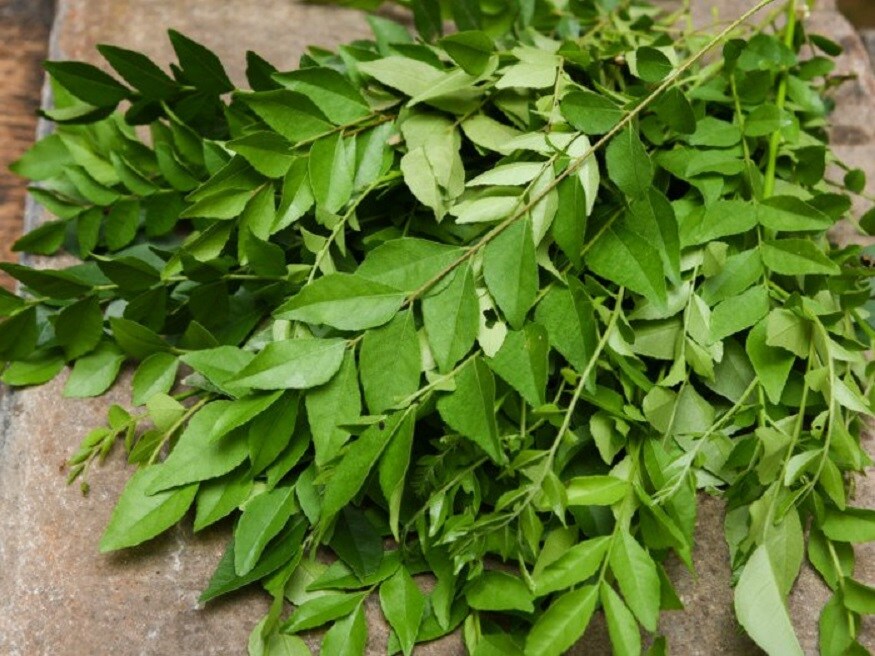 காயங்களுக்கு மருந்து : காயம், வீக்கம், பூச்சிக் கடி போன்றவற்றிற்கு கறிவேப்பிலைக்கு நிகர் எதுவுமில்லை. இதை அரைத்து தடவி வந்தால் விரைவில் காயங்கள் குணமாகும். காயங்களுக்கு மருந்து : காயம், வீக்கம், பூச்சிக் கடி போன்றவற்றிற்கு கறிவேப்பிலைக்கு நிகர் எதுவுமில்லை. இதை அரைத்து தடவி வந்தால் விரைவில் காயங்கள் குணமாகும்.
