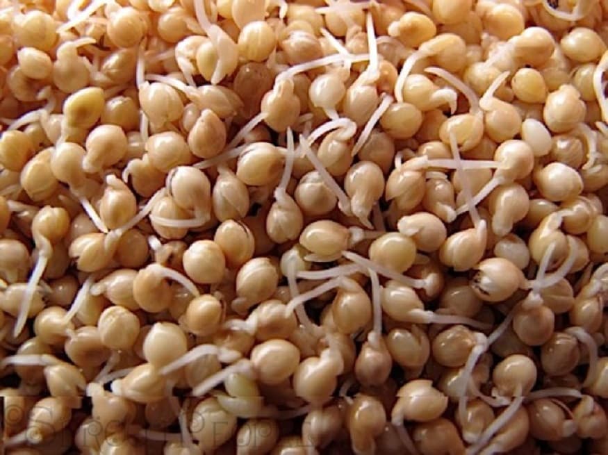முளைகட்டிய தானியங்கள் உணவு செரிமானத்தை தூண்டுகிறது. மேலும் உணவில் உள்ள ஊட்டச்சத்துகளை உறிஞ்சுவதற்கு ஏதுவான என்சைம்ஸ் சுரக்கிறது. மேலும் இது நார்ச்சத்து நிறைந்தது என்பதும் செரிமானத்திற்குக் கூடுதல் பலம் முளைகட்டிய தானியங்கள் உணவு செரிமானத்தை தூண்டுகிறது. மேலும் உணவில் உள்ள ஊட்டச்சத்துகளை உறிஞ்சுவதற்கு ஏதுவான என்சைம்ஸ் சுரக்கிறது. மேலும் இது நார்ச்சத்து நிறைந்தது என்பதும் செரிமானத்திற்குக் கூடுதல் பலம்