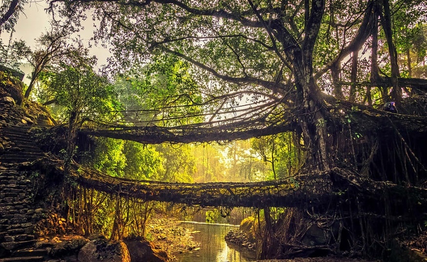 மேகாலையா : மரங்கள் இணைந்து வேர்களால் இயற்கையாகவே பாதை அமைத்த ஆச்சரியம் மேகாலையாவில் மட்டுமே சாத்தியம். இதை பல படங்களிலும் காண முடியும். அமைதி சூழ்ந்த அந்த பாதையில் நின்று உங்கள் காதலை சத்தமாக சொல்லிப் பாருங்கள். அவரால் அன்பை அடக்கவே முடியாது. மேகாலையா : மரங்கள் இணைந்து வேர்களால் இயற்கையாகவே பாதை அமைத்த ஆச்சரியம் மேகாலையாவில் மட்டுமே சாத்தியம். இதை பல படங்களிலும் காண முடியும். அமைதி சூழ்ந்த அந்த பாதையில் நின்று உங்கள் காதலை சத்தமாக சொல்லிப் பாருங்கள். அவரால் அன்பை அடக்கவே முடியாது.
