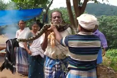 தொழிலாளி கழுத்தில் சுற்றிக்கொண்ட மலைப்பாம்பு! தொழிலாளி கழுத்தில் சுற்றிக்கொண்ட மலைப்பாம்பு!