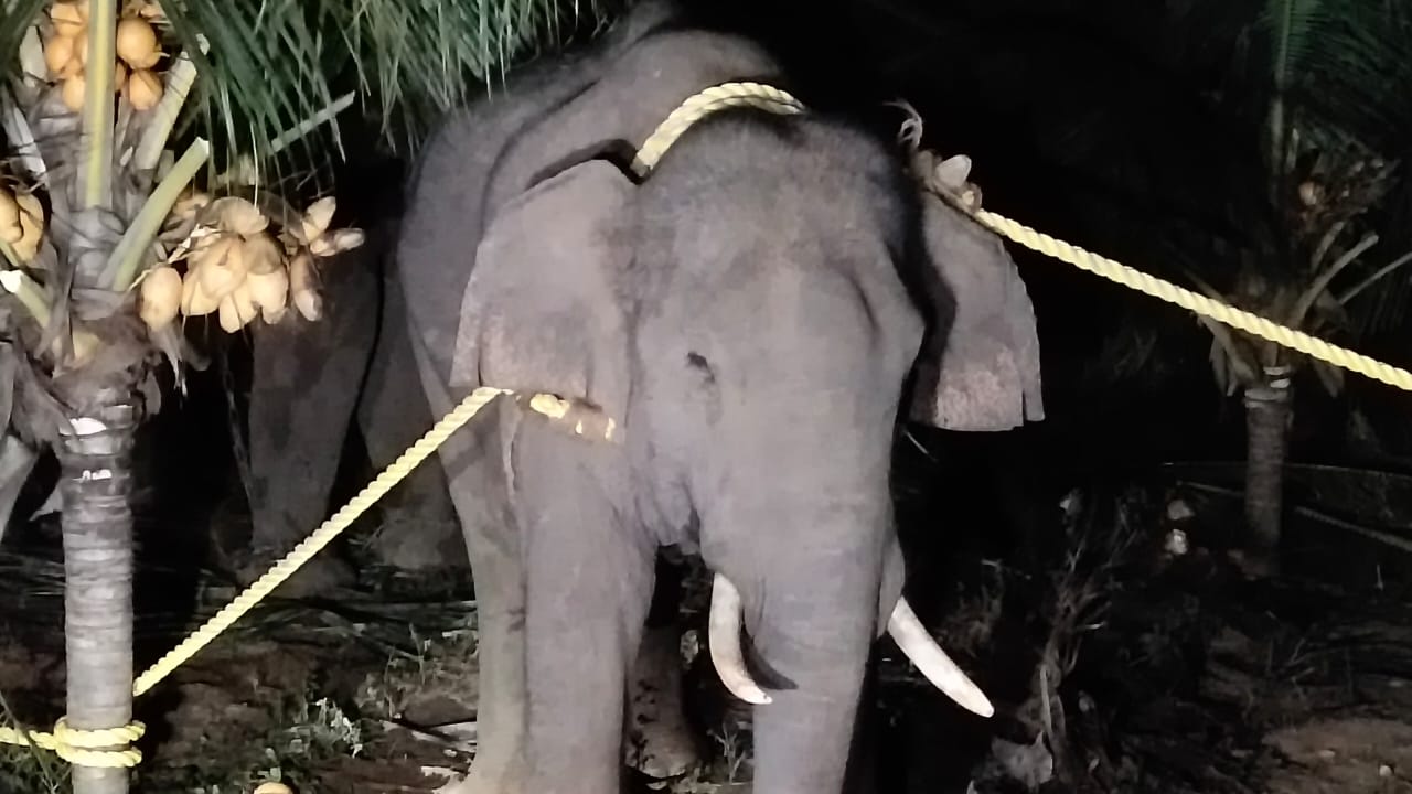 கடந்த 3 நாட்களாக வனப்பகுதியில் தேடுதல் வேட்டை நடத்தி வந்த நிலையில் இரவு நேரத்தில் வெளியே வந்த போது காட்டு யானை அரிசிராஜா சிக்கியது. கடந்த 3 நாட்களாக வனப்பகுதியில் தேடுதல் வேட்டை நடத்தி வந்த நிலையில் இரவு நேரத்தில் வெளியே வந்த போது காட்டு யானை அரிசிராஜா சிக்கியது.