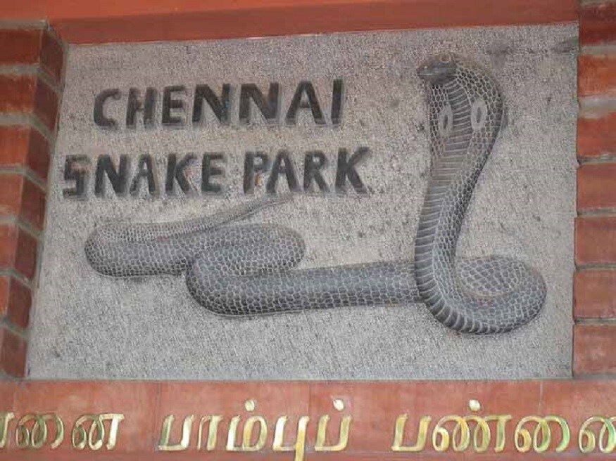 கிண்டி பாம்பு பண்ணை : கிண்டி தேசிய பூங்கா குழந்தைகளிடையே மிகப் பிரபலம். இங்கு பாம்புகளுக்கென பிரத்யேக கட்டமைப்புகள் உள்ளன. அதாவது கிட்டத்தட்ட 34 வகையான பாம்புகளை இங்குக் காணலாம். அவற்றை காணும் போது கட்டாயம் உங்கள் குழந்தை உற்சாகத்தில் துள்ளி குதிப்பார்கள். காலை 9 மணி முதல் 5.30 மணி வரை பூங்கா இயங்கும். செவ்வாய் கிழமை மட்டும் விடுமுறை. கிண்டி பாம்பு பண்ணை : கிண்டி தேசிய பூங்கா குழந்தைகளிடையே மிகப் பிரபலம். இங்கு பாம்புகளுக்கென பிரத்யேக கட்டமைப்புகள் உள்ளன. அதாவது கிட்டத்தட்ட 34 வகையான பாம்புகளை இங்குக் காணலாம். அவற்றை காணும் போது கட்டாயம் உங்கள் குழந்தை உற்சாகத்தில் துள்ளி குதிப்பார்கள். காலை 9 மணி முதல் 5.30 மணி வரை பூங்கா இயங்கும். செவ்வாய் கிழமை மட்டும் விடுமுறை.