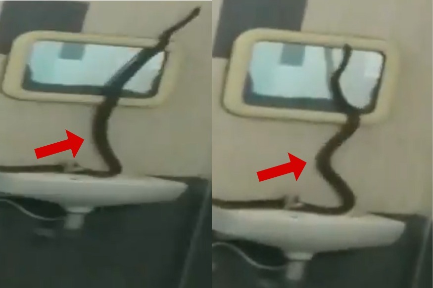 7 அடி நீள நாகப்பாம்பை கண்டு மாணவிகள் கூச்சல்