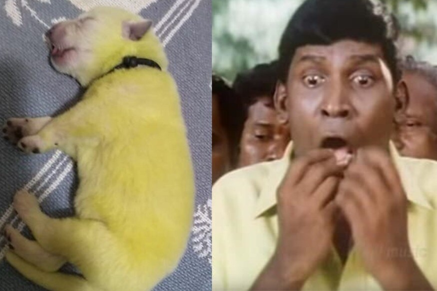 அமெரிக்காவின் கரோலினா மாகாணத்தில் ஷானா ஸ்டமே என்பவர் வைட் ஷெப்பர்ட் இன நாய்களை வளர்த்து வருகின்றனர். இவை கடந்த வெள்ளிக்கிழமை 8 குட்டிகளை ஈன்றுள்ளது. அமெரிக்காவின் கரோலினா மாகாணத்தில் ஷானா ஸ்டமே என்பவர் வைட் ஷெப்பர்ட் இன நாய்களை வளர்த்து வருகின்றனர். இவை கடந்த வெள்ளிக்கிழமை 8 குட்டிகளை ஈன்றுள்ளது.