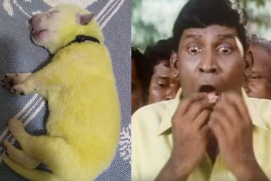  அமெரிக்காவின் கரோலினா மாகாணத்தில் ஷானா ஸ்டமே என்பவர் வைட் ஷெப்பர்ட் இன நாய்களை வளர்த்து வருகின்றனர். இவை கடந்த வெள்ளிக்கிழமை  8 குட்டிகளை ஈன்றுள்ளது.