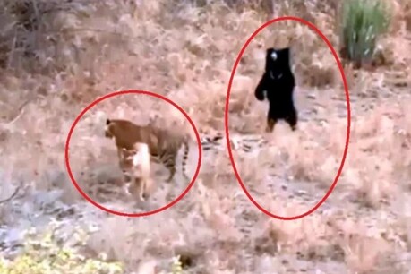 யாரு இடத்துல வந்து யாரு சீன் போடுறது... செஞ்சிருவேன்... புலியை ஓடவிட்ட கரடி ! யாரு இடத்துல வந்து யாரு சீன் போடுறது... செஞ்சிருவேன்... புலியை ஓடவிட்ட கரடி !
