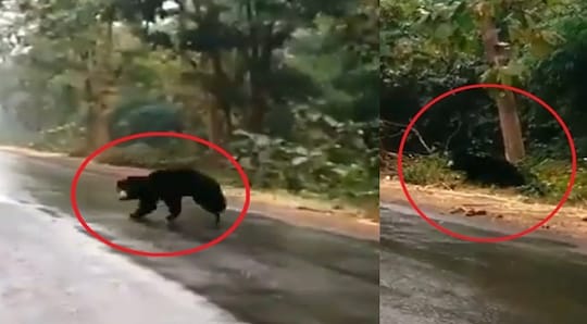 சாலையை கடக்கும் கரடி