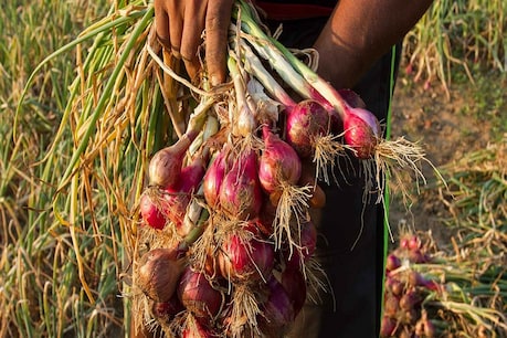 பயிர்களை காப்பாற்ற விலைக்கு வாங்கி தண்ணீர் பாய்ச்சும் விவசாயிகள்..! பயிர்களை காப்பாற்ற விலைக்கு வாங்கி தண்ணீர் பாய்ச்சும் விவசாயிகள்..!