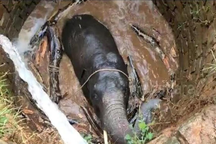 ஜார்க்கண்ட் மாநிலம் அம்லியா டோலி கிராமத்தில் யானை ஒன்று தவறுதலாக கிணற்றில் விழுந்துள்ளது. பின்னர் பொதுமக்கள் உதவியோடு வனத்துறைக்கு தகவல் தெரிவிக்கப்பட்டுள்ளது. ஜார்க்கண்ட் மாநிலம் அம்லியா டோலி கிராமத்தில் யானை ஒன்று தவறுதலாக கிணற்றில் விழுந்துள்ளது. பின்னர் பொதுமக்கள் உதவியோடு வனத்துறைக்கு தகவல் தெரிவிக்கப்பட்டுள்ளது.