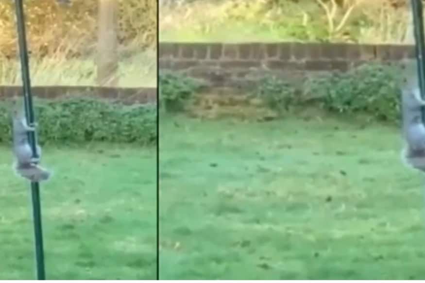 அவ்விதம் அணில் ஒன்று வழுக்கு மரம் ஏறிய வீடியோ ஒன்று இணையத்தில் வைரலாகி வருகின்றது. குறித்த காலத்திற்குள் வேலையை முடிக்க ஊழியர்கள் படாதபாடு படும் வீடியோ இது என்று சிலர் இதனை பகிர்ந்து வருகின்றனர். அவ்விதம் அணில் ஒன்று வழுக்கு மரம் ஏறிய வீடியோ ஒன்று இணையத்தில் வைரலாகி வருகின்றது. குறித்த காலத்திற்குள் வேலையை முடிக்க ஊழியர்கள் படாதபாடு படும் வீடியோ இது என்று சிலர் இதனை பகிர்ந்து வருகின்றனர்.