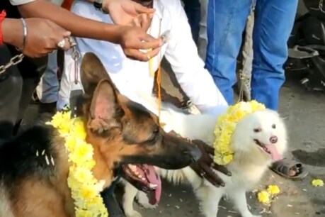 காதலர் தின எதிர்ப்பு - கோவையில் நாய்களுக்கு திருமணம் செய்து வைத்த பாரத் சேனா அமைப்பினர் காதலர் தின எதிர்ப்பு - கோவையில் நாய்களுக்கு திருமணம் செய்து வைத்த பாரத் சேனா அமைப்பினர்