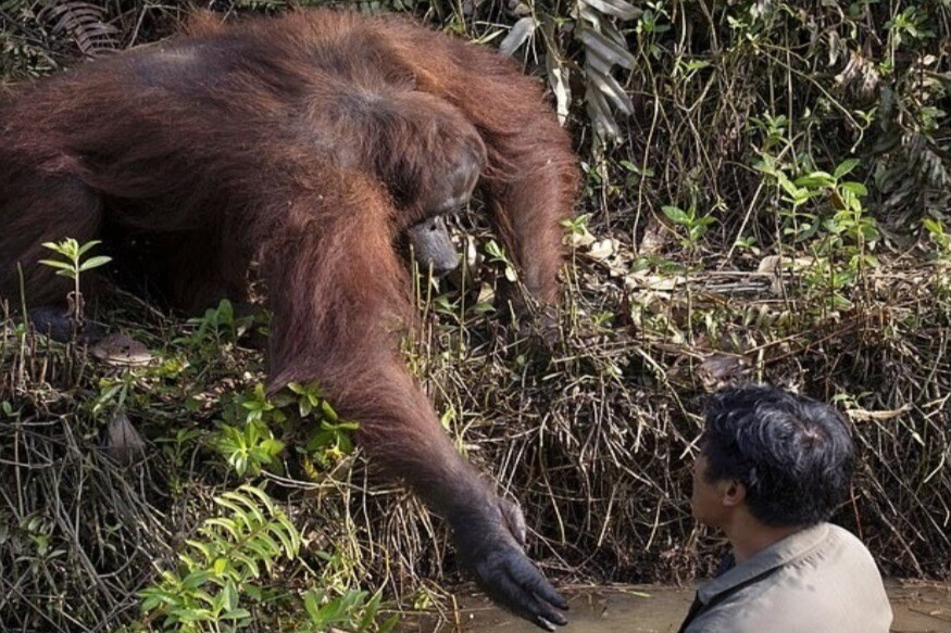 உடனே தனது கைகளை நீட்டி பாதுகாவலருக்கு உதவி செய்துள்ளது. இதனை அணில் பிரபாகர் என்ற இளைஞர் காப்பகத்தை சுற்றி பார்க்க சென்றுள்ளார். அப்போது புகைப்படம் எடுத்து தனது இன்ஸ்டாகிராம் பக்கத்தில் பதிவிட்டுள்ளார். உடனே தனது கைகளை நீட்டி பாதுகாவலருக்கு உதவி செய்துள்ளது. இதனை அணில் பிரபாகர் என்ற இளைஞர் காப்பகத்தை சுற்றி பார்க்க சென்றுள்ளார். அப்போது புகைப்படம் எடுத்து தனது இன்ஸ்டாகிராம் பக்கத்தில் பதிவிட்டுள்ளார்.