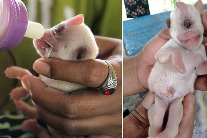 கெவின் உடல் நிலை குறித்து பரிசோதித்த மருத்துவர்கள் கெவின் நன்றாக உள்ளதாக தெரிவித்துள்ளனர். கெவினின் உரிமையாளர் கெவின் நன்கு உற்சாகமாக உள்ளதாகவும் கூறியுள்ளார். கெவின் உடல் நிலை குறித்து பரிசோதித்த மருத்துவர்கள் கெவின் நன்றாக உள்ளதாக தெரிவித்துள்ளனர். கெவினின் உரிமையாளர் கெவின் நன்கு உற்சாகமாக உள்ளதாகவும் கூறியுள்ளார்.