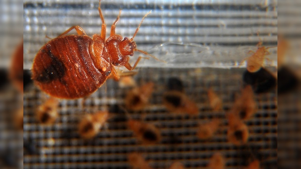 மூட்டை பூச்சிகளைக் கொல்ல அவசர தொலைபேசி எண் அறிவித்த பிரான்ஸ்