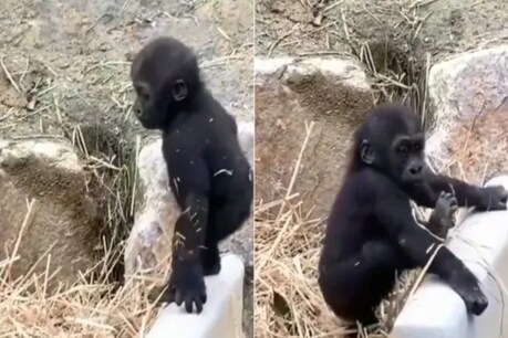 என்ன ஒரு வில்லத்தனம்...! இணையத்தை கலக்கும் குட்டி கொரில்லா என்ன ஒரு வில்லத்தனம்...! இணையத்தை கலக்கும் குட்டி கொரில்லா