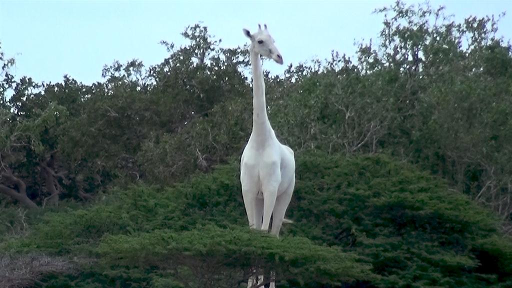 மேலும் இவற்றில் ஒரு ஆண் ஒட்டகச் சிவிங்கி உயிருடன் உள்ளதாகவும் கென்யா வனவிலங்கு பாதுகாப்பு அமைப்பு உறுதி செய்துள்ளது. மேலும் இவற்றில் ஒரு ஆண் ஒட்டகச் சிவிங்கி உயிருடன் உள்ளதாகவும் கென்யா வனவிலங்கு பாதுகாப்பு அமைப்பு உறுதி செய்துள்ளது.