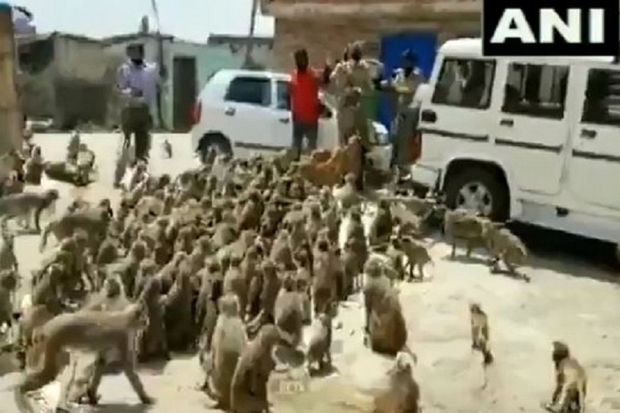 உணவு பொருட்களை அங்கிருந்த நாய்களும் உண்டு பசியை போக்கிக்கொண்டன.